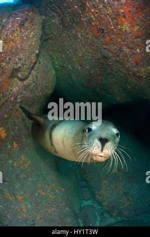 Californie adultes sealion (Zalophus californianus) reposant dans la grotte rocheuse. Los Isotes, La Paz, Mexique. Mer de Cortez, à l'Est de l'océan Pacifique. Banque D'Images