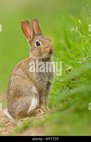 Lapin de garenne (Oryctolagus cuniculus) mineur. Royaume-uni, août. Banque D'Images