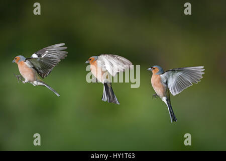 Chaffinch (Fringilla coelebs) mâle en vol, montrant la séquence de vol, l'image composite. Banque D'Images