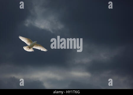 Fantail blanc pigeon (Columba sp) en vol contre les nuages sombres, au Royaume-Uni. Banque D'Images