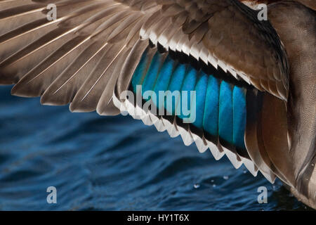 Le Canard colvert (Anas platyrhynchos) close up du plumage sur aile de Drake, UK. Banque D'Images