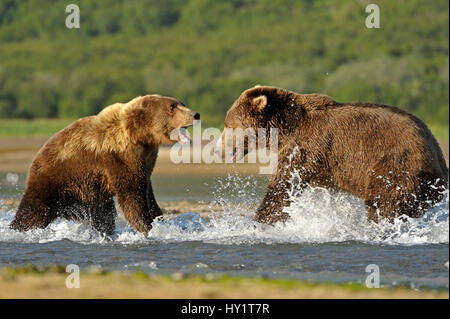 Ours grizzli (Ursus arctos horribilis) Mâle (à droite) et la lutte contre les femmes dans l'eau sur le saumon. Katmai, Alaska, USA, août. Banque D'Images