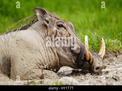 Phacochère (Phacochoeros aethiopicus) masculin se vautrer dans la boue. Parc National d'Etosha, Namibie, janvier. Banque D'Images