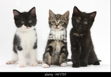 Portrait de trois chatons. Banque D'Images