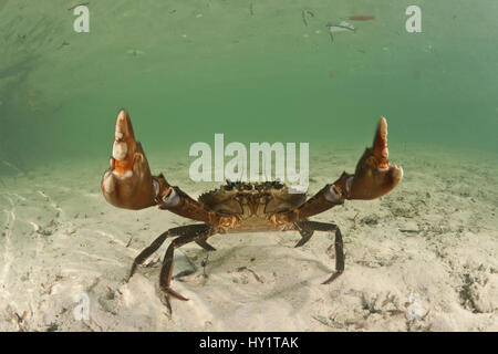 Mudcrab (Scylla serrata) soulevant des griffes, Sulawesi, Indonésie Banque D'Images