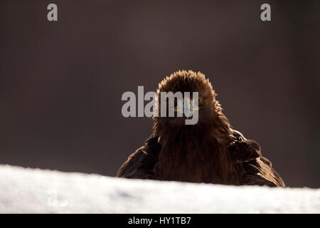 L'aigle royal (Aquila chrysaetos) portrait en hiver, le Parc National de Cairngorms, en Écosse, au Royaume-Uni. En captivité. Banque D'Images