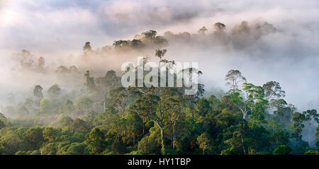 La brume qui plane au-dessus de la forêt tropicale de plaine juste après le lever du soleil. Danum Valley Conservation Area, Sabah, Bornéo. Banque D'Images