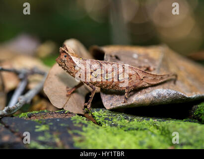 Le cerf de souche ou des feuilles (Caméléon Brookesia superciliaris) camouflée contre les feuilles. Le Parc National de Masoala, au Nord Est de Madagascar, novembre. Banque D'Images