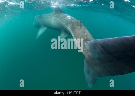 RF- vue arrière du requin pèlerin (Cetorhinus maximus) se nourrissant de plancton, visibles comme des points blancs sur la surface de l'eau près de l'île de Coll, Hébrides intérieures, S Banque D'Images