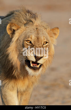 L'African lion (Panthera leo) jeune mâle snarling, Etosha National Park, Namibie. Octobre. Banque D'Images