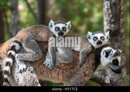 Les jeunes lémuriens (ring-tailed Lemur catta) effectués sur le dos de sa mère, Madagascar. Banque D'Images