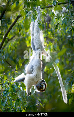 Lémurien propithèque de verreaux (Propithecus verreauxi) Direction générale de l'alimentation alors que dans la canopée. Réserve privée de Berenty, dans le sud de Madagascar. Les espèces en voie de disparition. Banque D'Images