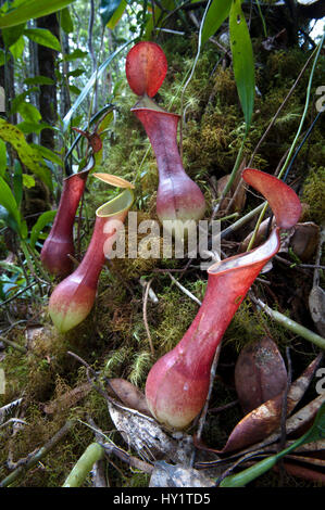 Les pichets de l'antenne de la variante rouge sarracénie (Nepenthes reinwardtiana) croissant dans « kerangas » (Heath (mousse) sur le plateau méridional du Maliau Basin, Sabah's "Monde Perdu", Bornéo Banque D'Images