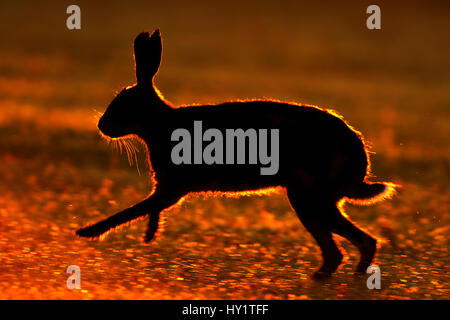 Lièvre d'Europe (Lepus europaeus) silhouetté tournant au lever du soleil, au Royaume-Uni, en juin Banque D'Images