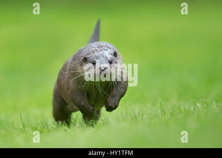 Loutre d'Europe (Lutra lutra) en marche sur la tête, UK, prises dans des conditions contrôlées Juillet Banque D'Images