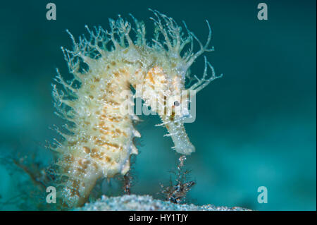 Une femelle jaune" (Hippocampus guttulatus), Capo Galera, Alghero, Sardaigne, Italie, Mer Méditerranée. Banque D'Images