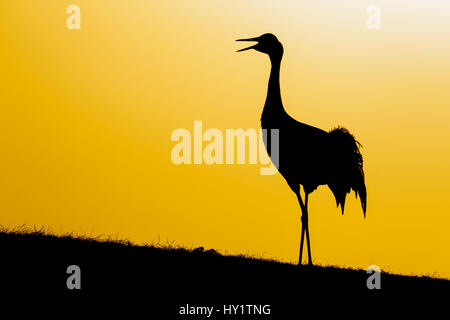 Common / grue Eurasienne (Grus grus) appelant au coucher du soleil, la silhouette. Lac Hornborga, Suède, avril. Banque D'Images