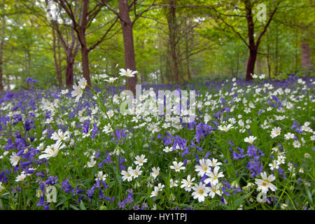 (Stellaria holostea stellaire à plus grande) et de jacinthes (Hyacinthoides non-scripta) en fleurs en mai, bois Banque D'Images