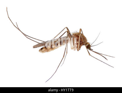 Moustiques (Culex pipiens) femelle sur fond blanc, Surrey, Angleterre Banque D'Images