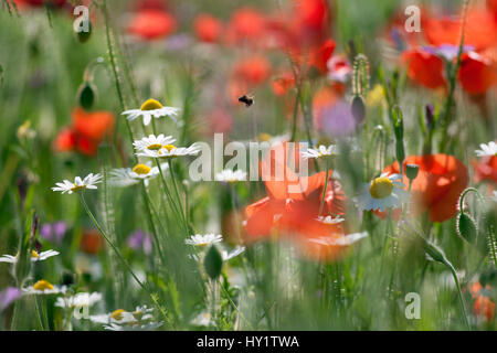 Bourdon (Bombus) en vol chez les plantes à fleurs coquelicots (Papaver rhoeas) et ox-eye daisies (Leucanthemum vulgare), Chiltern Hills AONB, Buckinghamshire, Angleterre, Royaume-Uni, juin. Banque D'Images