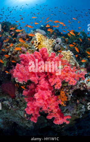 Sur scène colorée, avec des récifs coralliens (corail mou Scalefin Scleronephthya corymbosa) et d'anthias Pseudanthias squamipinnis) Jackson Reef, Détroit de Tiran, Sinaï, Égypte. Golfe d'Aqaba, sur la mer Rouge. Banque D'Images