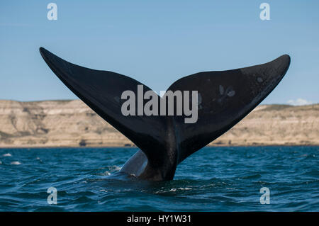 Baleine franche australe (Eubalaena australis) tail Fluke. La Péninsule de Valdès, Chubut, Patagonie, Argentine. Banque D'Images