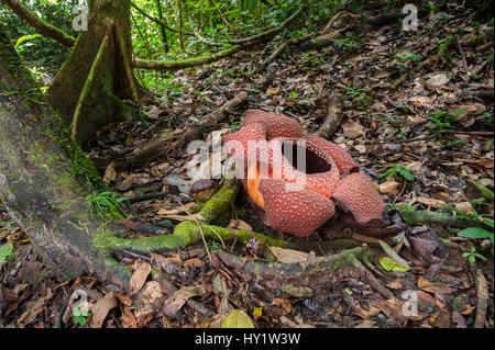 Rafflesia Rafflesia keithii (fleurs) (autour de 3 jours) de plus en plus sur vigne Tetrastigma rainforest-de-chaussée. Bas des pentes du Mont Kinabalu, Sabah, Bornéo. Banque D'Images