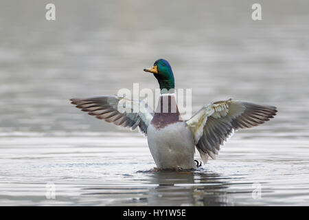 Un mâle Canard colvert (Anas platyrhynchos) étirement/battement des ailes. Le sud de la Norvège. Septembre. Banque D'Images