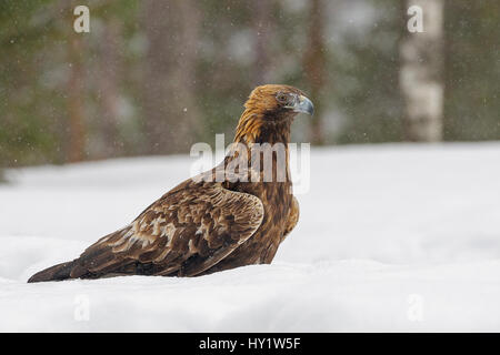 L'Aigle royal (Aquila chrysaetos) debout sur la neige. Kuusamo, Finlande, mars. Banque D'Images