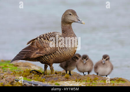 Femme Eider à duvet (Somateria mollissima) avec trois canetons. L'île juste, Ecosse, Royaume-Uni. Juillet. Banque D'Images