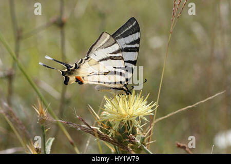 Les rares swallowtail butterfly (Iphiclides podalirius) sur chardon jaune (Centaurea sp) la Bulgarie, juillet. Banque D'Images