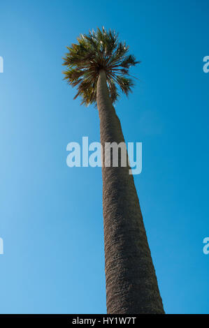 Palmier Yatay / jelly palm (Batia yatay) tree, le Parc National El Palmar , province d'Entre Ríos, Argentine Banque D'Images