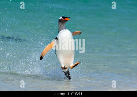 Gentoo pingouin (Pygoscelis papua) sautant sur plage, île de la carcasse, îles Falkland. Banque D'Images