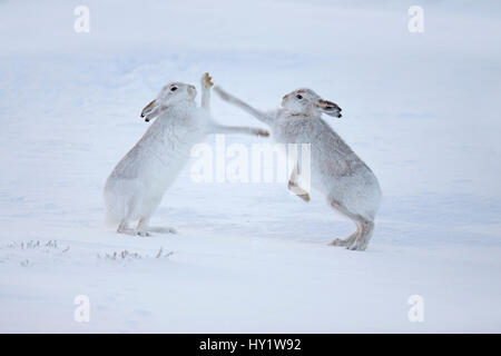 Les lièvres variables (Lepus timidus) boxe dans la neige, Écosse, Royaume-Uni, décembre. Banque D'Images