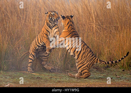 Tigre du Bengale (Panthera tigris tigris) 11 mois d'oursons jouer combats, Ranthambhore National Park, Inde. Banque D'Images