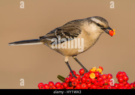 Craie-browed mockingbird (Mimus saturninus) se nourrissent de baies, de Calden Forêt , La Pampa, Argentine Banque D'Images