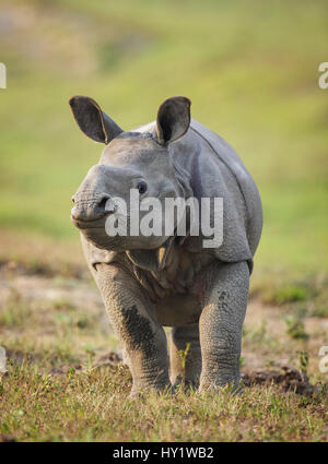 Le rhinocéros indien (Rhinoceros unicornis) veau, parc national de Kaziranga, Assam, Inde. Les espèces vulnérables. Banque D'Images