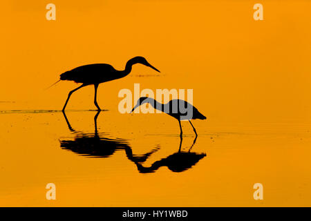 Little blue heron (Egretta caerulea) et grande aigrette (Ardea alba) dans la région de lagoon au lever du soleil. Fort Myers Beach, la Côte du Golfe, en Floride, USA, mars. Banque D'Images