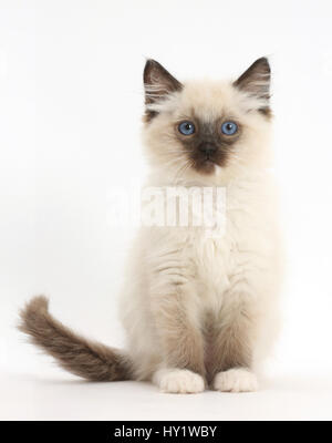 Chaton Ragdoll, 10 semaines, assis. Banque D'Images