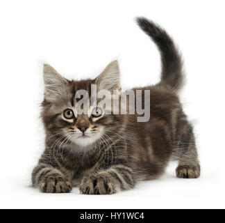 Tabby kitten, Squidge, 10 semaines, à l'arc ludique. Banque D'Images