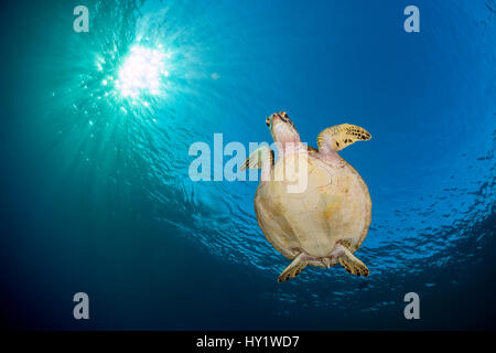Tortue verte (Chelonia mydas) natation en bleu sous soleil du soir. Rock Islands, Palaos, Mirconesia. Ouest de l'océan Pacifique tropical. Banque D'Images