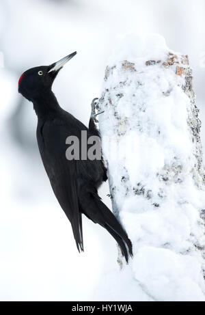 Pic noir (Dryocopus martius) dans la neige perché sur souche d'arbre. La Finlande. Février . Banque D'Images