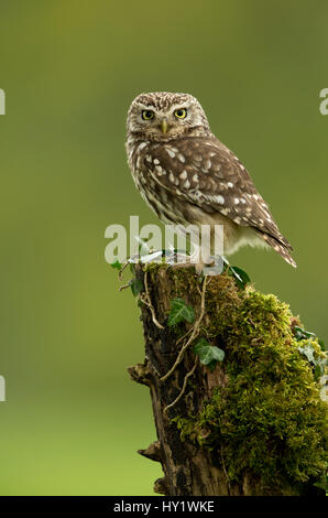 Chouette chevêche (Athene noctua) perché sur souche d'arbre couverts de mousse. Worcestershire, Angleterre, Royaume-Uni. Mai 2013. Banque D'Images