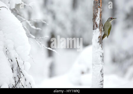 Pic Ã tête grise (Picus canus) insnow, Finlande. Février. Banque D'Images