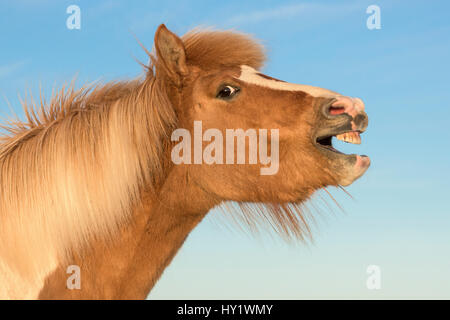 Cheval islandais montrant flehmen réponse, l'Islande. Juillet. Banque D'Images