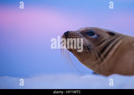 Lion de mer Galapagos (Zalophus californianus) reposant sur le sable après le coucher du soleil, Mosquera Islet, îles Galapagos, en Équateur. Banque D'Images