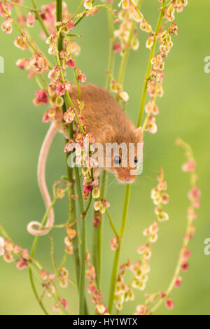 Micromys minutus (souris) qui se nourrissent de l'oseille commune (Rumex acetosa), Devon, UK (captive). Mai. Banque D'Images