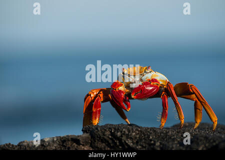 Sally Lightfoot crab (Grapsus grapsus) Galapagos, avril. Banque D'Images