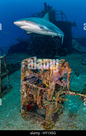 Caraïbes femelle requin de récif (Carcharhinus perezi) plus de rayon d'espoir épave. Nassau, New Providence, Bahamas. Bahamas Mer, ouest de l'océan Atlantique. Sanctuaire de requins National des Bahamas. Banque D'Images