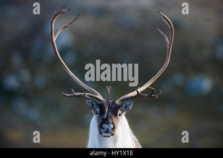 Des rennes (Rangifer tarandus) mâle avec de grands bois, automne, Forollhogna Parc National. La Norvège. Banque D'Images